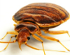 bedbug-100-79