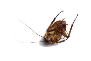 deadroach