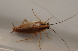 german cockroach