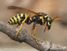 hr_pest_wasps-amp-hornets