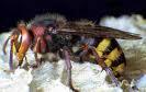 hr_pest_wasps-amp-hornets_0