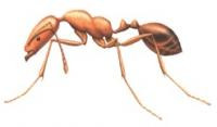 pest_pharaoh-ants_medium